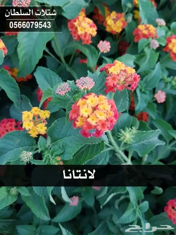 شتلات زراعيه للبيع تبدأ من ريال ونصف للشتله  66