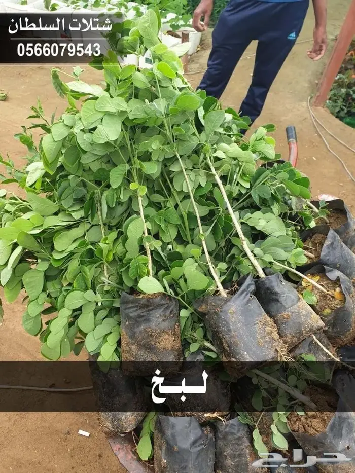 شتلات زراعيه للبيع تبدأ من ريال ونصف للشتله  68