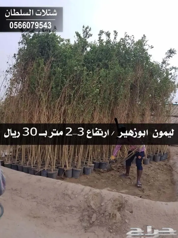 شتلات زراعيه للبيع تبدأ من ريال ونصف للشتله  72