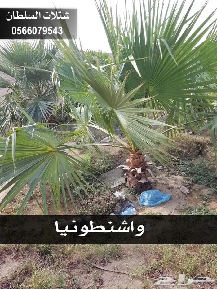 شتلات زراعيه للبيع تبدأ من ريال ونصف للشتله  83