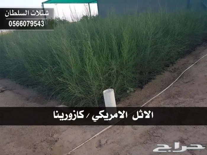 شتلات زراعيه للبيع تبدأ من ريال ونصف للشتله  16