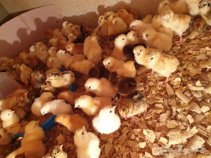 1000 حبة صوص  1