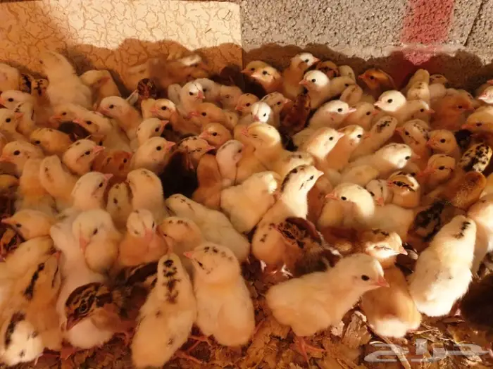 1000 حبة صوص  2