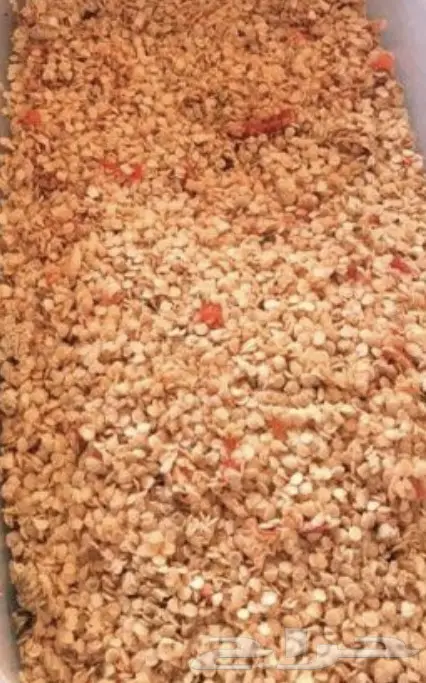 بذورفلفل شقراء 0