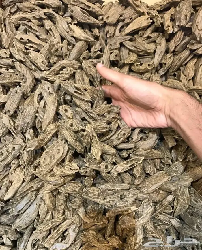 عروض عود فااخر جملة  6