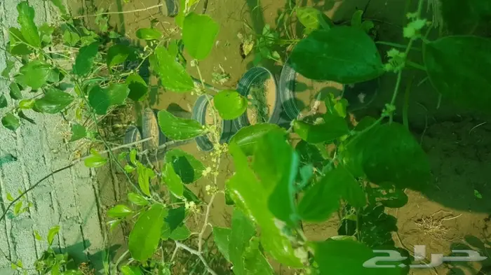 مشتل السراج بمحافظة أضم  3