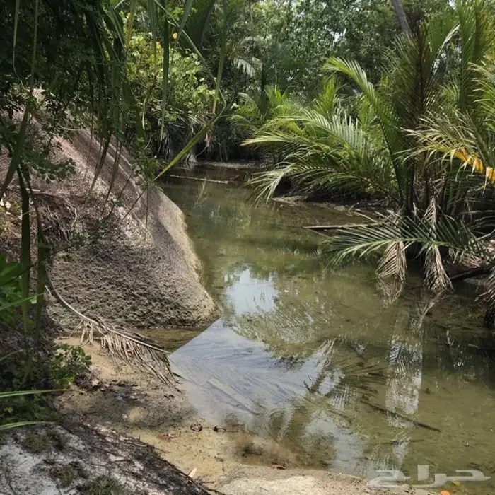 عروض عود فااخر جملة  1