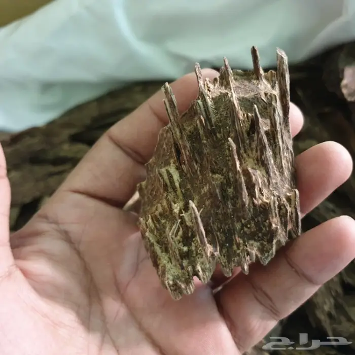 لاوسي لاوسي غابات طبيعيه ومستزرعه 4
