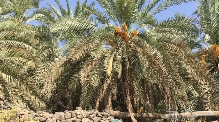 تمور العجوة الفاخرة من عالية المدينة المنورة 0