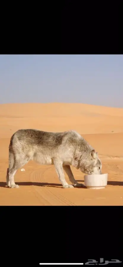 دكتور بيطري 7