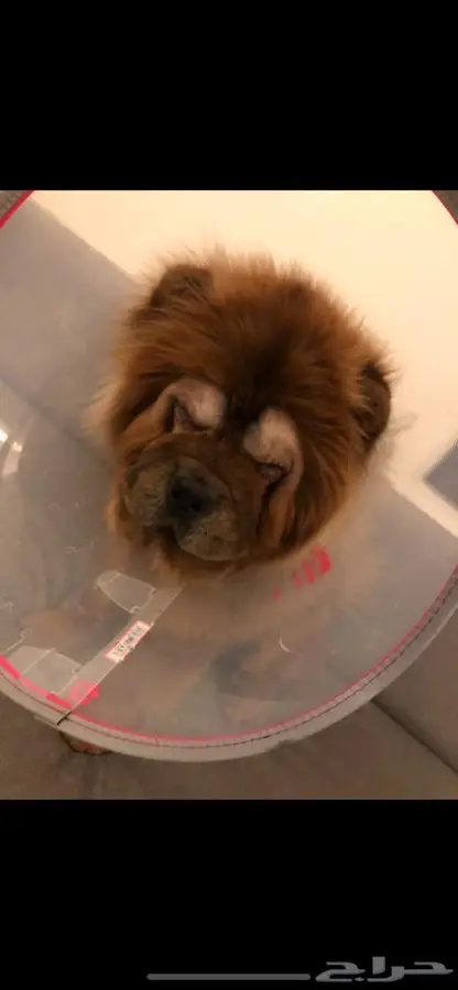 دكتور بيطري 8