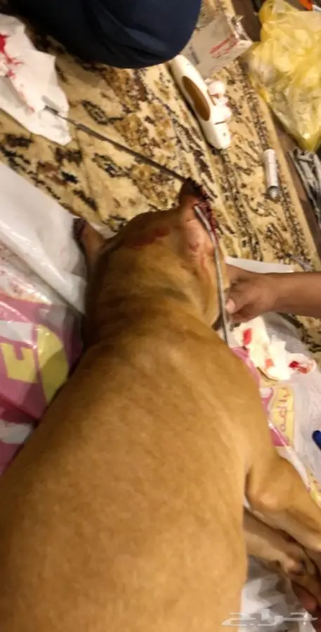 دكتور بيطري 3