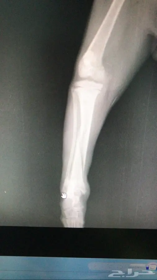 دكتور بيطري 1