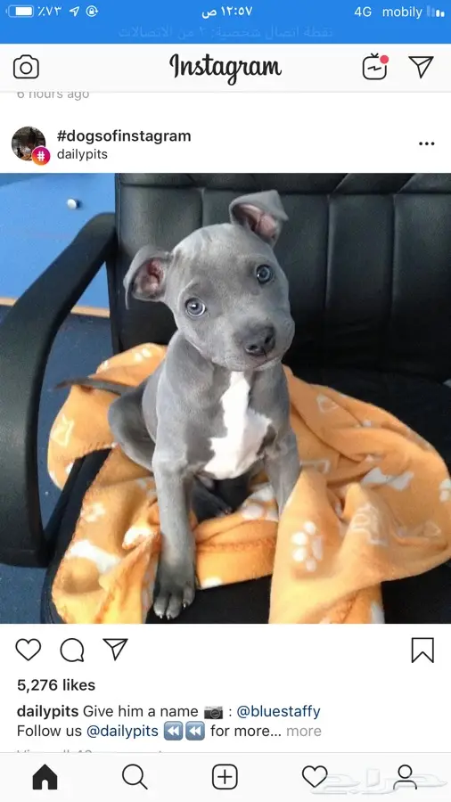 دكتور بيطري 2