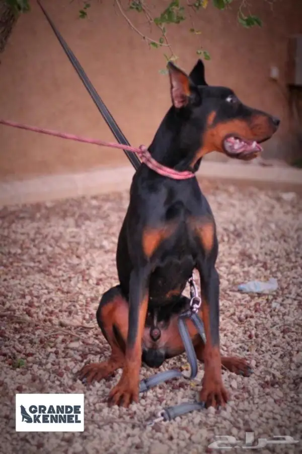 دكتور بيطري 5