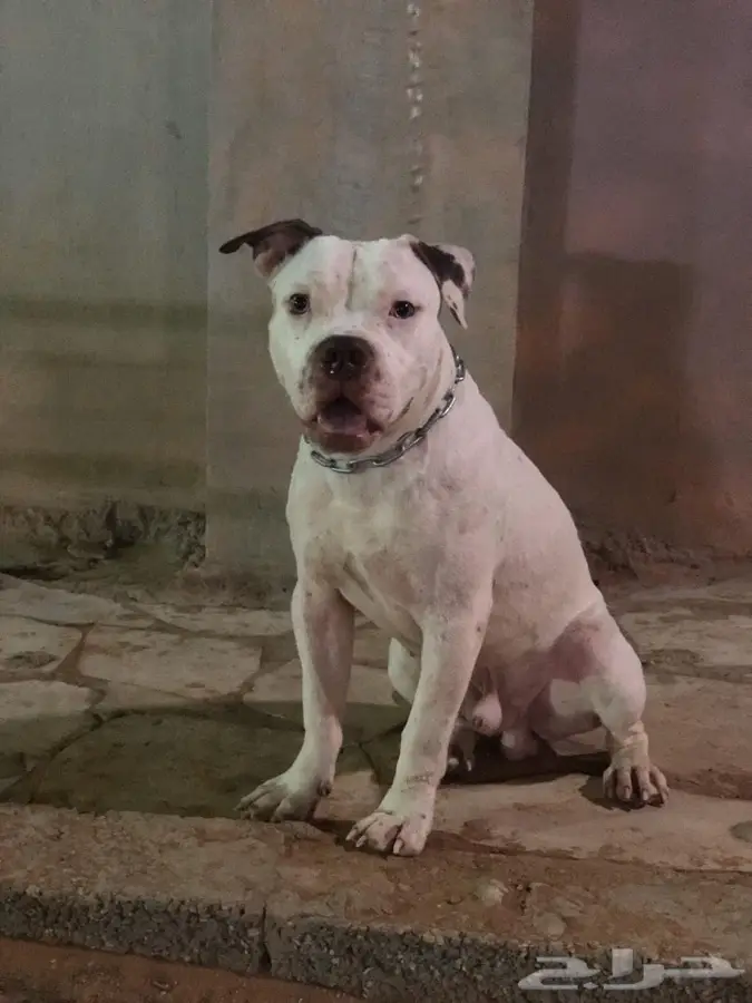 دكتور بيطري 4