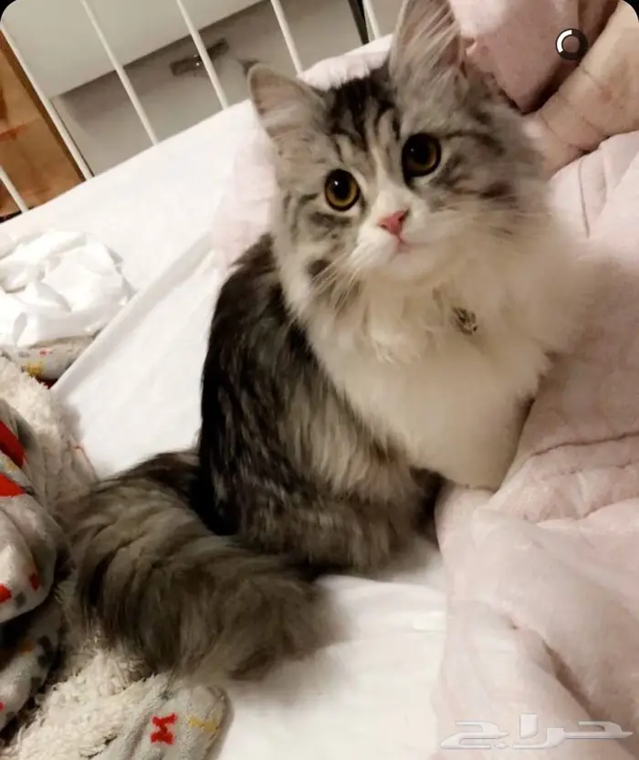 دكتور بيطري 0