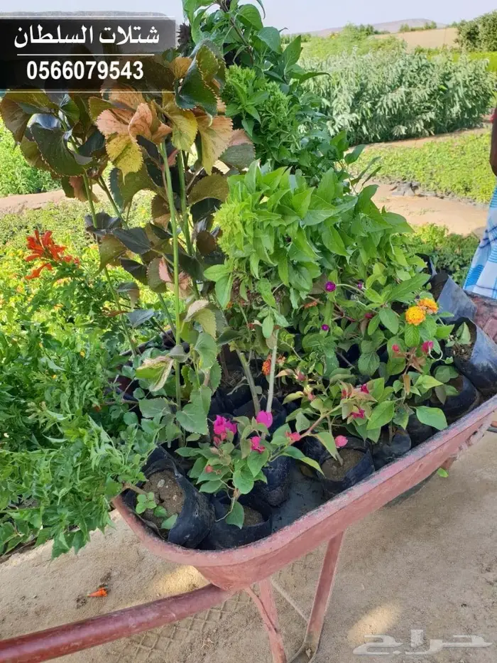 شتلات المصدات الهوائية معلومات عنها وسعرها 8