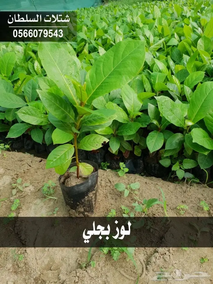 شتلات المصدات الهوائية معلومات عنها وسعرها 9