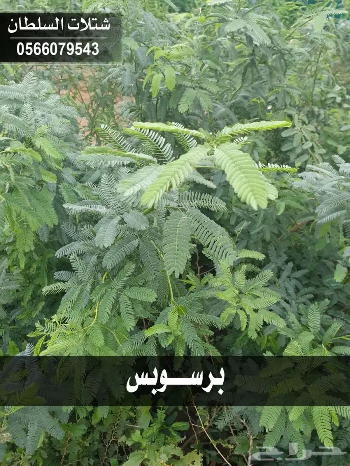 شتلات المصدات الهوائية معلومات عنها وسعرها 49