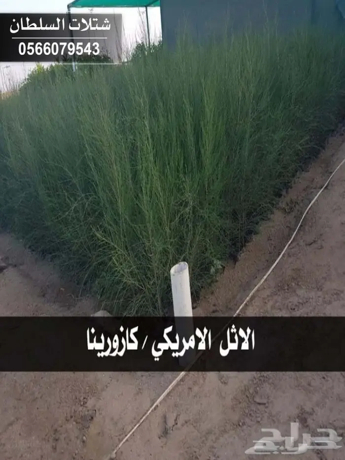 شتلات المصدات الهوائية معلومات عنها وسعرها 57