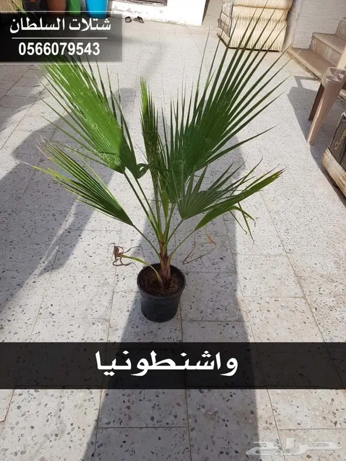 شتلات المصدات الهوائية معلومات عنها وسعرها 61