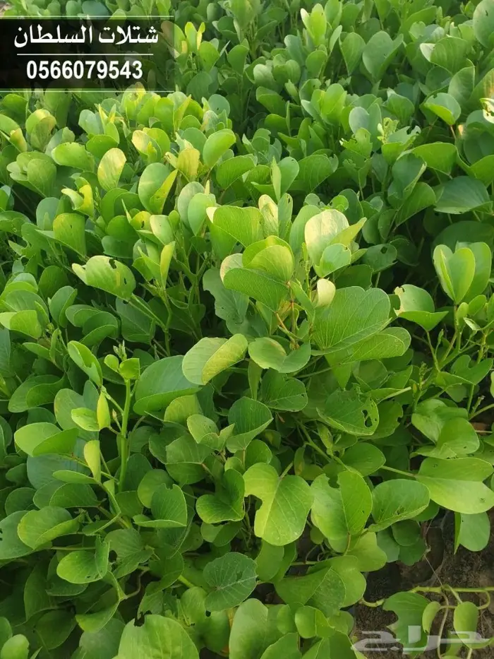 شتلات المصدات الهوائية معلومات عنها وسعرها 78