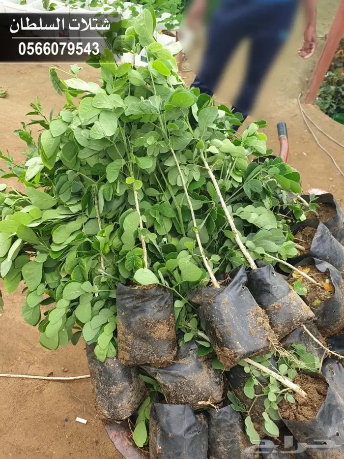 شتلات المصدات الهوائية معلومات عنها وسعرها 97