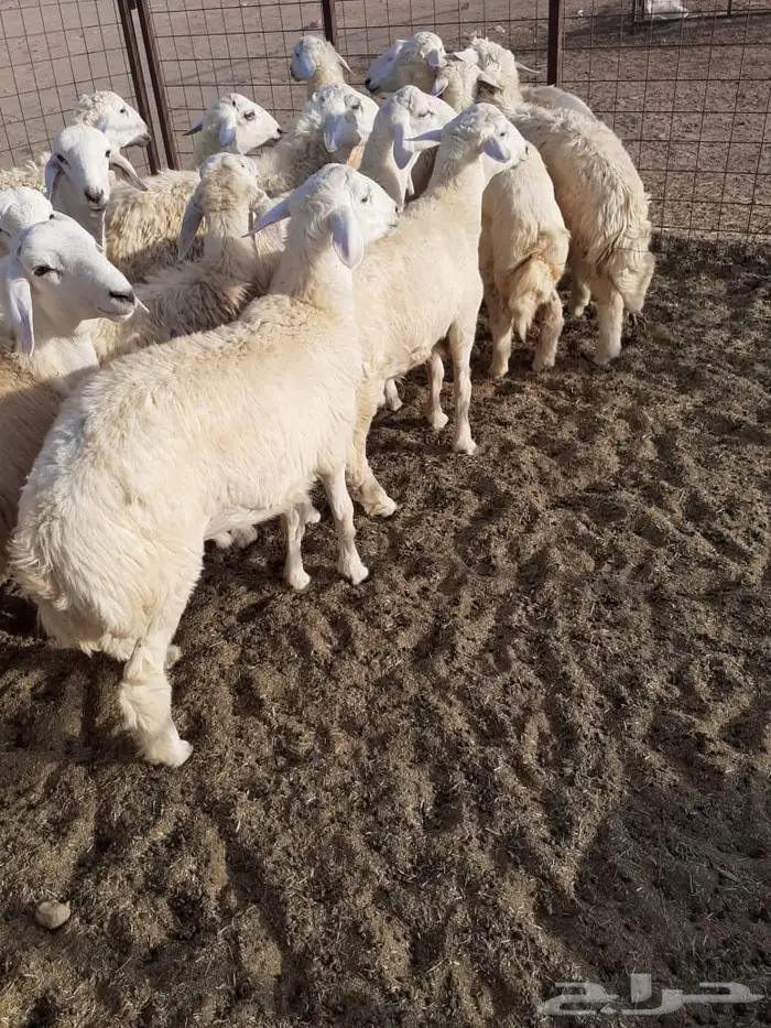 ذبيحتك مفصلة و موصلة لباب بيتك 11