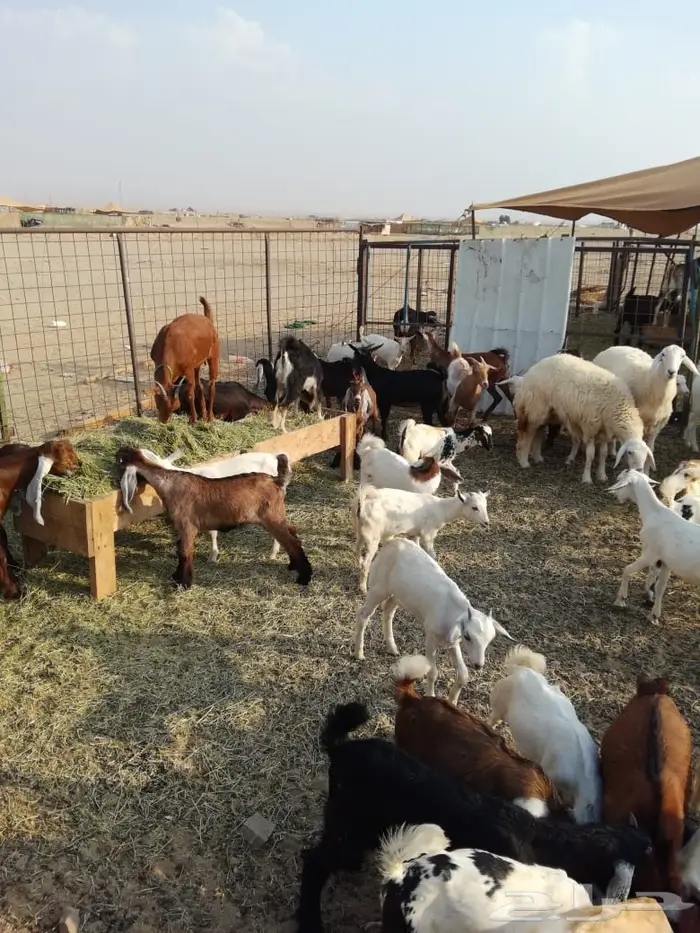 ذبيحتك مفصلة و موصلة لباب بيتك 2