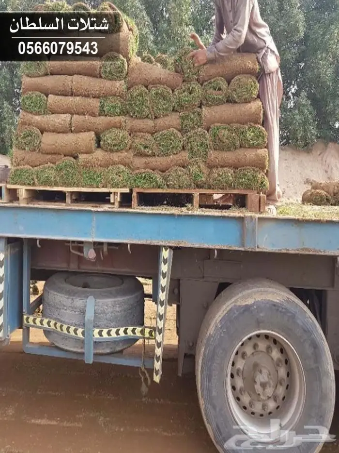 بإفضل الاسعار.. شتلات تبدأ ب1.50 الى 3 ريال. 38