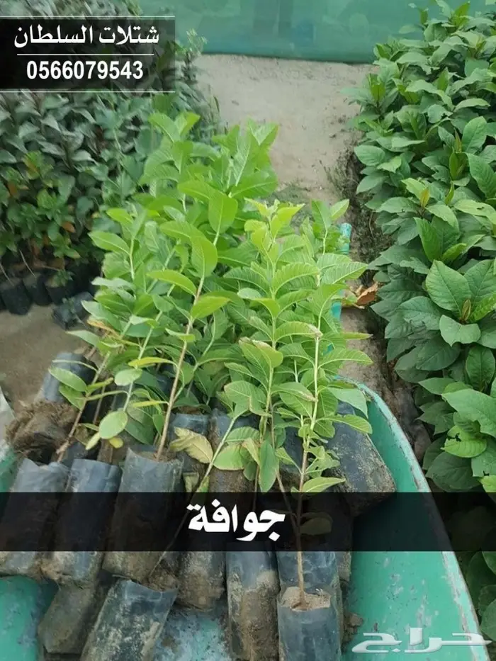 بإفضل الاسعار.. شتلات تبدأ ب1.50 الى 3 ريال. 55