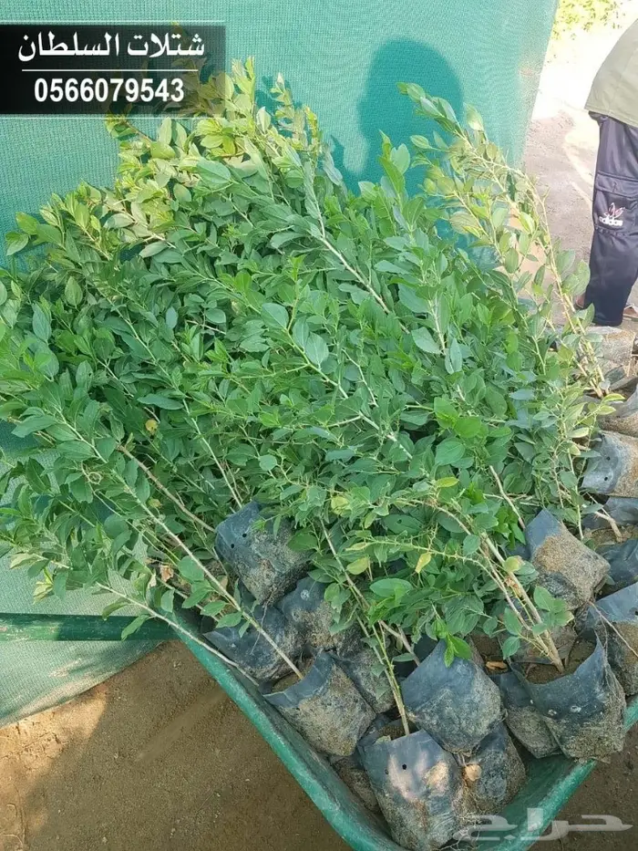 بإفضل الاسعار.. شتلات تبدأ ب1.50 الى 3 ريال. 58