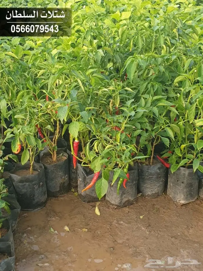 بإفضل الاسعار.. شتلات تبدأ ب1.50 الى 3 ريال. 79