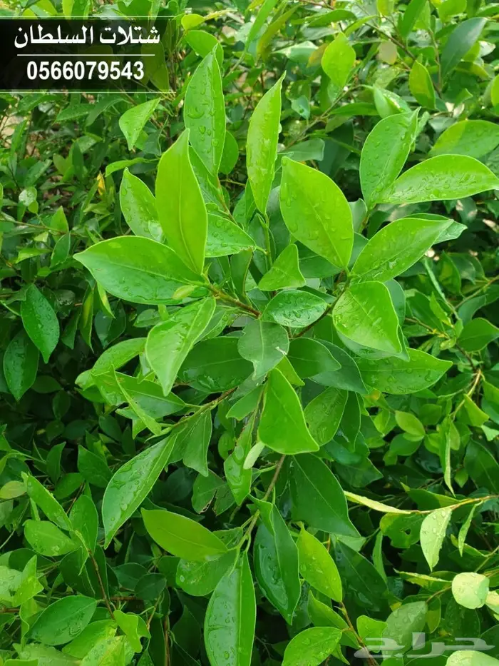شتلات السلطان 0566079543 52
