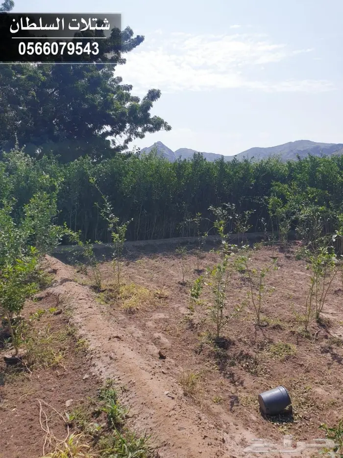 شتلات السلطان 0566079543 56