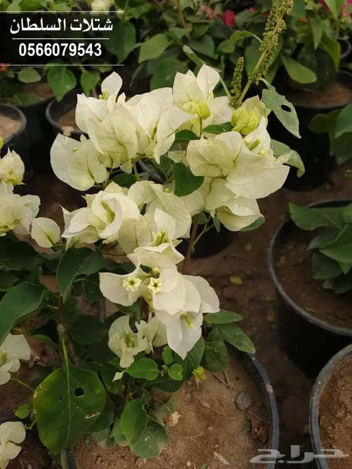 شتلات السلطان 0566079543 90