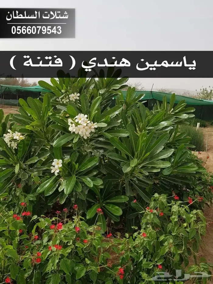 شتلات السلطان 0566079543 96