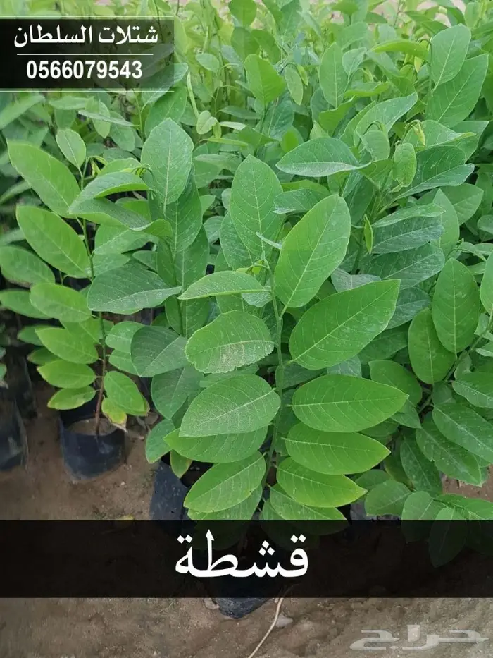 شتلات زراعية تبدأ 1.50 - 0566079543 21