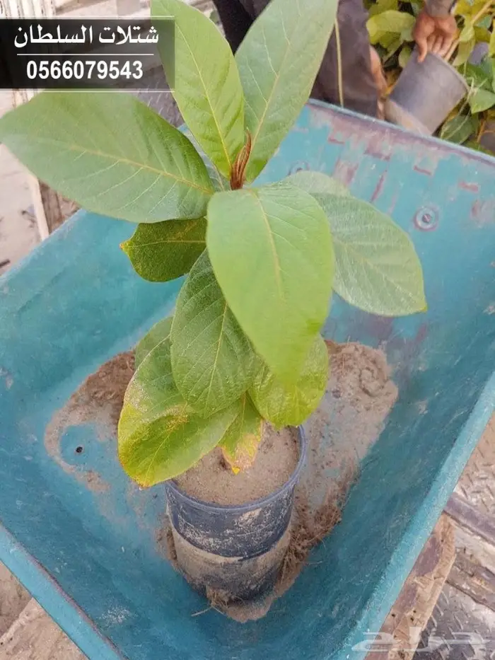 شتلات زراعية تبدأ 1.50 - 0566079543 78