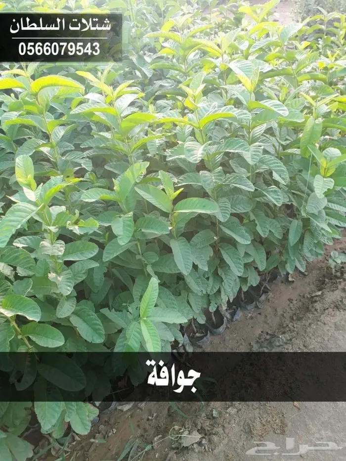 شتلات ( مثمرة وزينة ومصدات ) تبدأ ب1.5 ريال 25