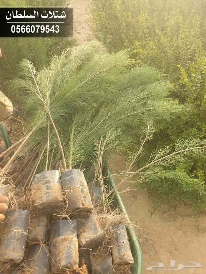 شتلات ( مثمرة وزينة ومصدات ) تبدأ ب1.5 ريال 41
