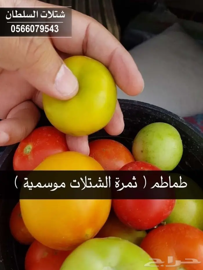 شتلات ( مثمرة وزينة ومصدات ) تبدأ ب1.5 ريال 57