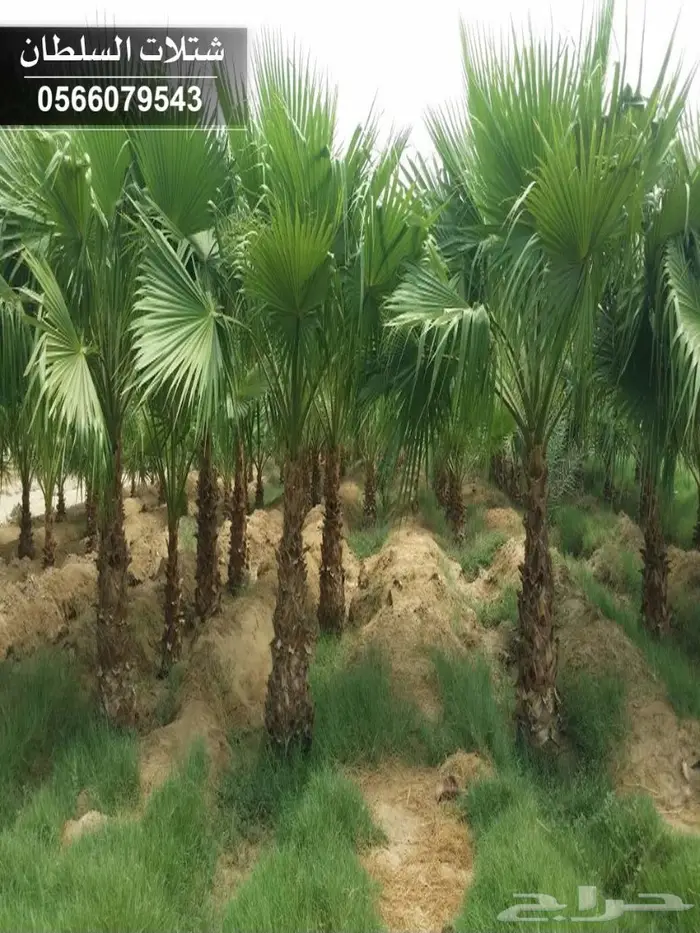 شتلات ( مثمرة وزينة ومصدات ) تبدأ ب1.5 ريال 86
