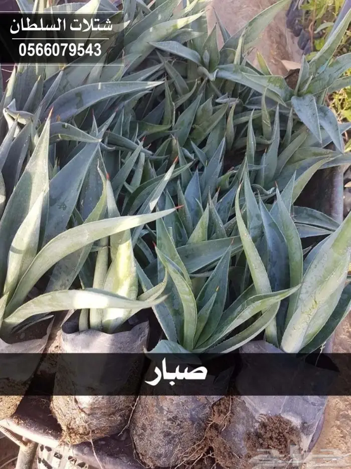 شتلات ( مثمرة وزينة ومصدات ) تبدأ ب1.5 ريال 91