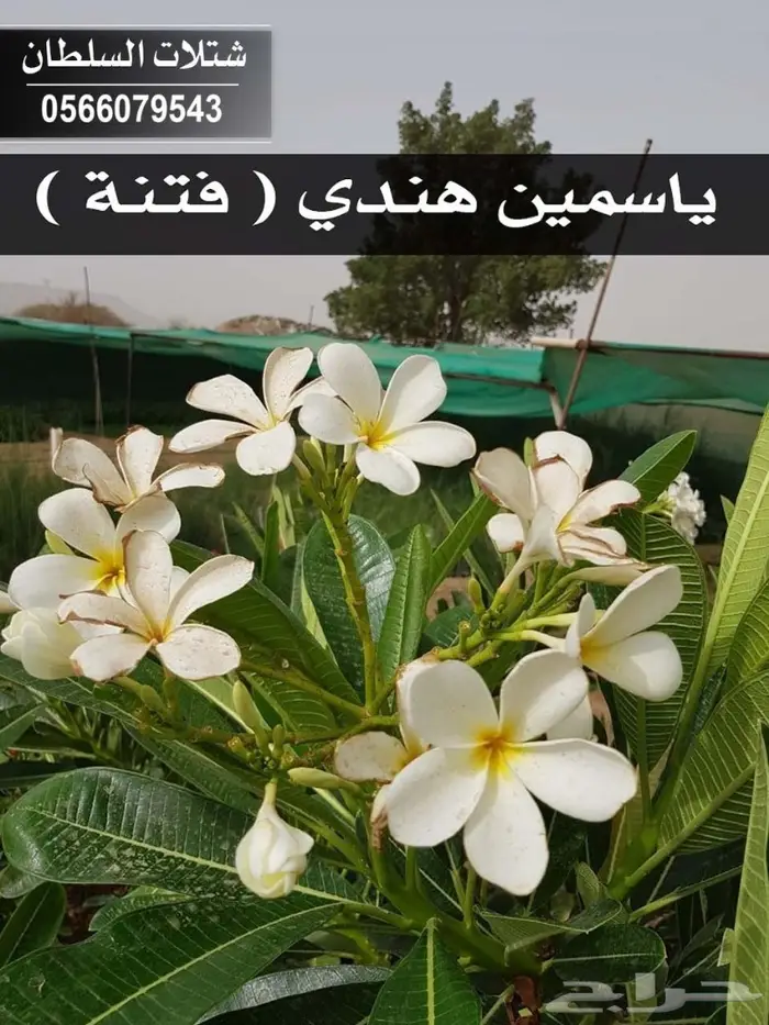 شتلات ( مثمرة وزينة ومصدات ) تبدأ ب1.5 ريال 93