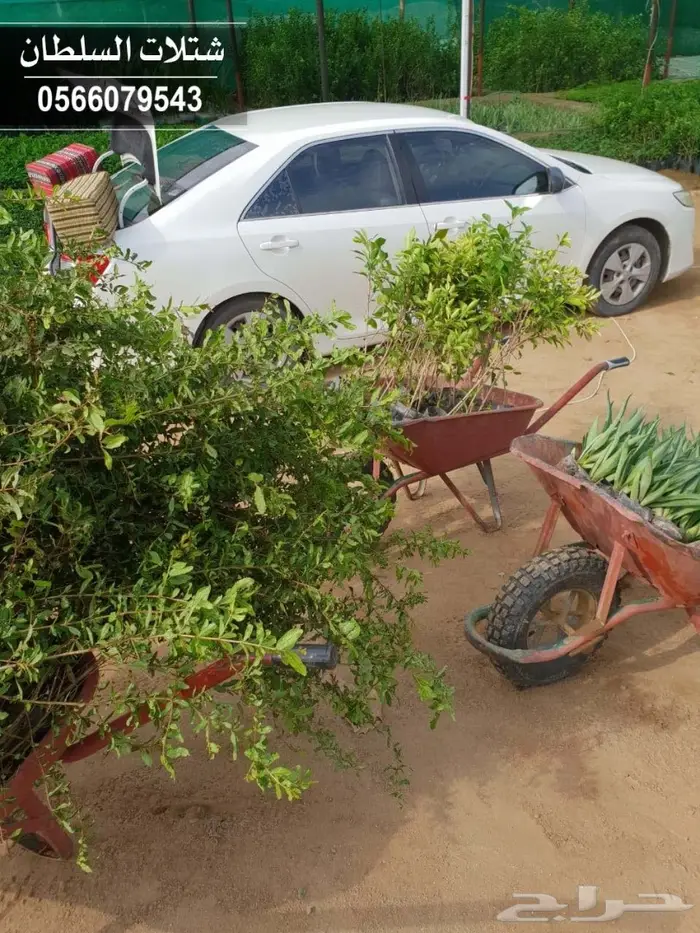 شتلات ( مثمرة وزينة ومصدات ) تبدأ ب1.5 ريال 99