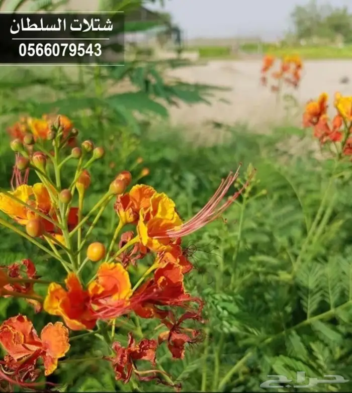 شتلات ( مثمرة وزينة ومصدات ) تبدأ ب1.5 ريال 49