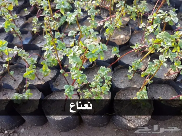 شتلات ( مثمرة وزينة ومصدات ) تبدأ ب1.5 ريال 77