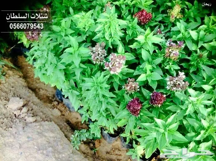 شتلات ( مثمرة وزينة ومصدات ) تبدأ ب1.5 ريال 96